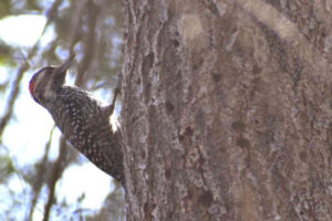 petro-tongoi_salida-angostura_Aves_Nativas_Pájaro_Carpintero_ petro-tongoi_salida-angostura_Aves_Nativas_Pájaro_Carpintero_