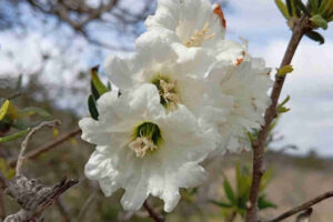 petro-tongoi_salida-angostura_Vegetación_Nativa_arbonillo_ petro-tongoi_salida-angostura_Vegetación_Nativa_arbonillo_